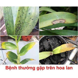 Starner - Chế phẩm Nhật Bản xử lý các bệnh nấm , khuẩn, vàng lá , đốm lá , thối nhũn cho cây