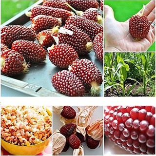 Hạt giống Ngô Dâu Tây Mini (Strawberry Popcorn) - 30 hạt