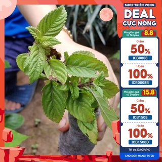 💙Bầu sương sáo làm thạch ⭐⭐ MUA 1 TẶNG 1 ⭐⭐ Số lượng có hạn