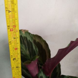 Cây đuôi công để bàn