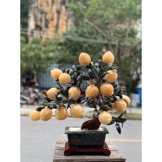 Cây đào ngọc hoàng long 18 quả có kiểm định