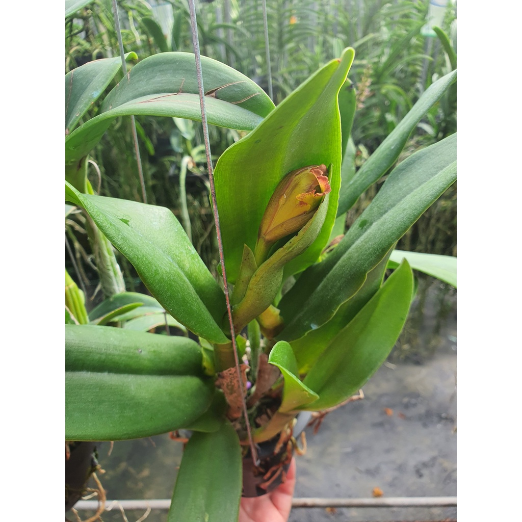 Lan Cattleya Bông Vàng Đậm