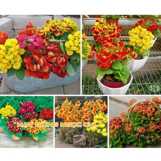 Hạt Giống Hoa Huyền Sâm - 5 Hạt