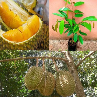 CÂY GIỐNG SẦU RIÊNG RI6, NGỌT ĐẬM, BÉO NGẬY, KHÔNG HẠT, CAM KẾT GIỐNG CHUẨN F1