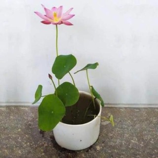 HẾT HÀNG Tự Chọn Màu Sen Nhật Mini - ( Đã Cắt Đầu Hạt )