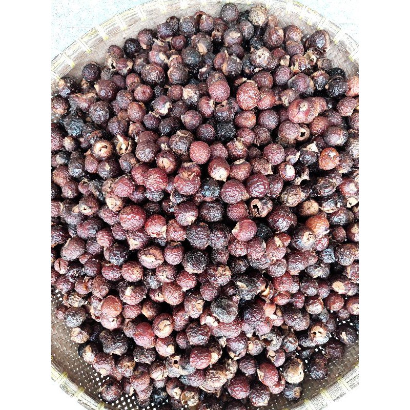 Quả bồ hòn, bồ hòn