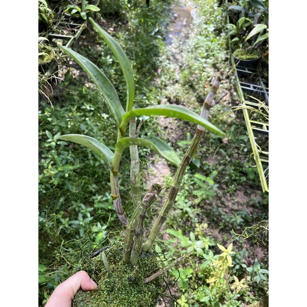 Lan Denro màu nắng thanh lý nhổ chậu
