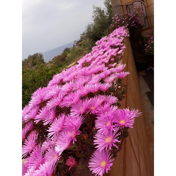 Cây Hoa mười giờ Nam Phi