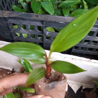 CÂY GIỐNG CHUỐI ĐỎ