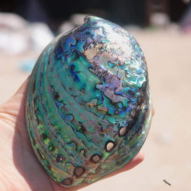 ĐĨA ỐC New Zealand - Natural Abalone Shell cao cấp
