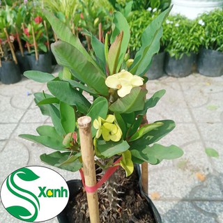 Xương rồng bát tiên