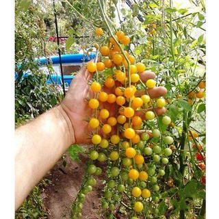 30 Hạt giống cà chua bi dây vàng (Kèm kích thích hạt nảy mầm)
