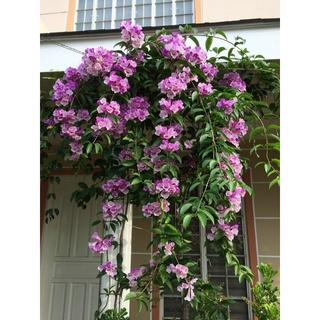 (Ảnh thật) Cây Hoa Leo Lan Tỏi Tím cao 70-80cm hoa chùm lá hoa có mùi tỏi nhằm xua đuổi muỗi, rắn