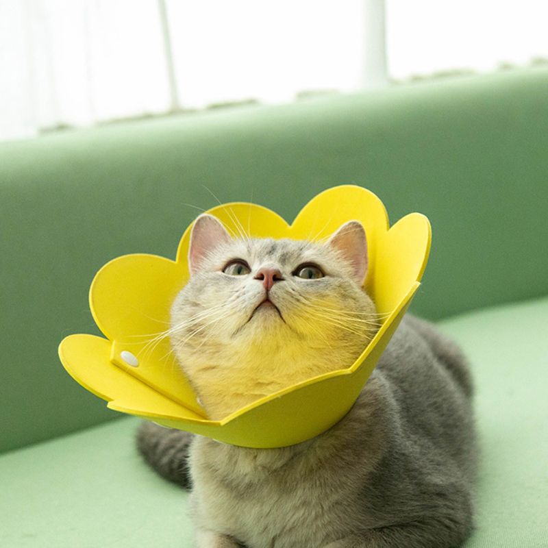 Vòng cổ bảo vệ chống bị thương dành cho thú cưng