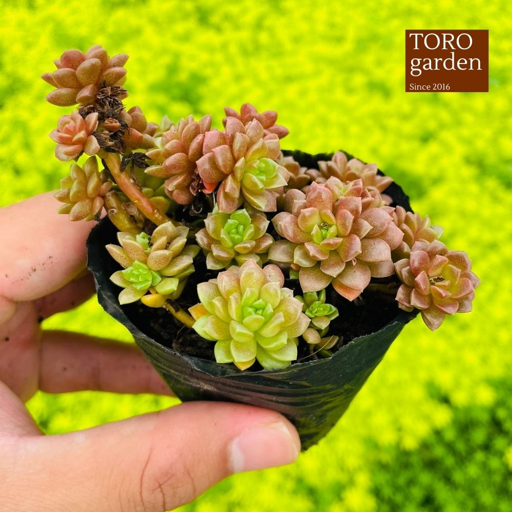 Sen đá little gem Đà Lạt size bé cây cảnh trang trí nhà cửa Toro garden