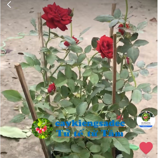 Caykiengsadec Cây hoa Hồng  siêu nụ-tặng phân bón-hoa kiểng lá-trang trí nội thất cảnh quan sân vườn ngoài trời