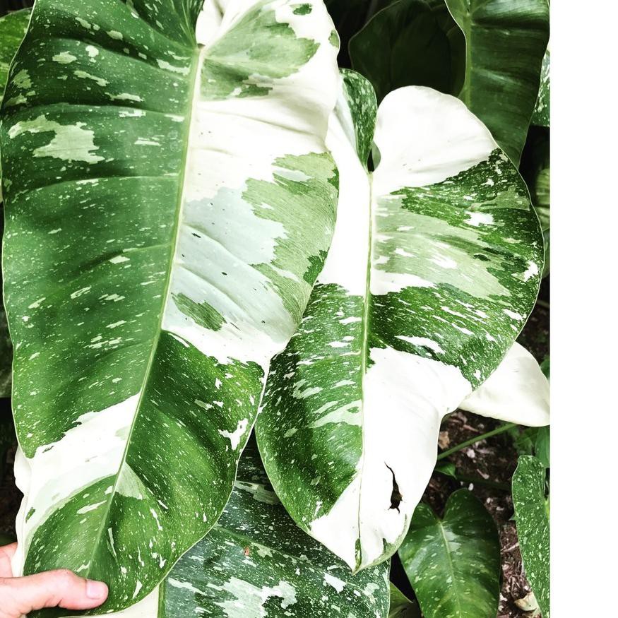 Gậy Đánh Bóng Chày Philodendron Jose Buonox Chất Lượng Cao