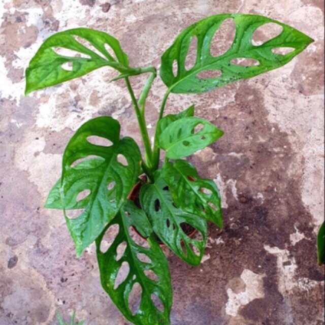 Trầu bà lá lỗ