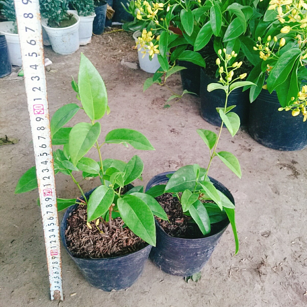 Cây Mai Hoàng Yến
