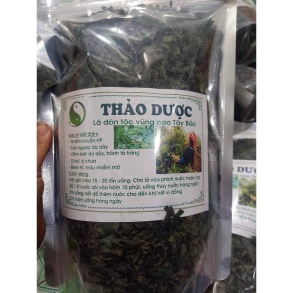 lá dạ dày ( thảo mộc dân tộc vùng cao )