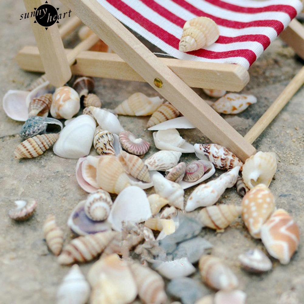 40 vỏ sò trang trí