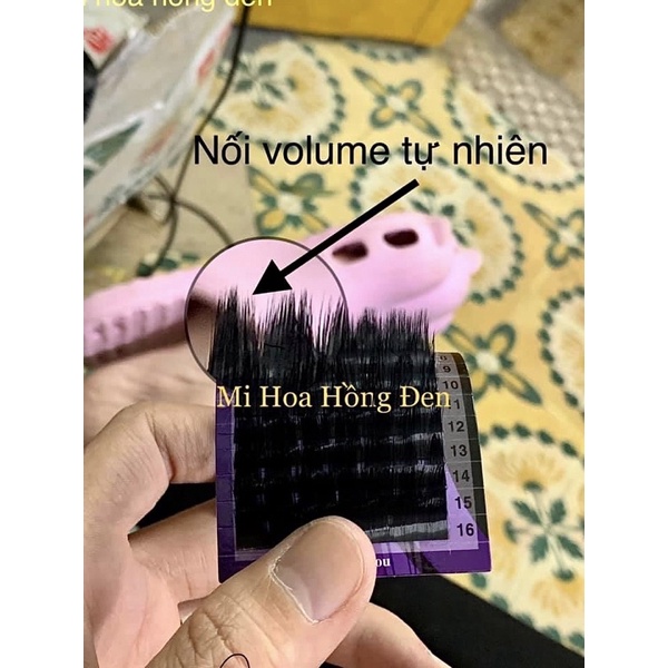 Mi hoa hồng đen Mr.Phan  - Phan Dũng