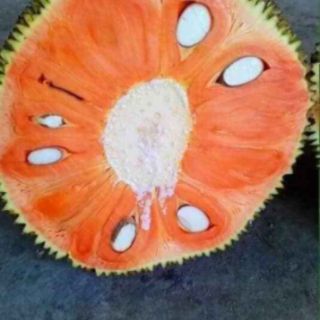 Cây 🌲 Mít ruột đỏ... siêu trái