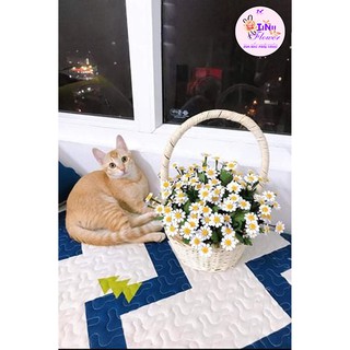 Combo nguyên liệu 50 hoa cúc tana - tinuflower - set cánh