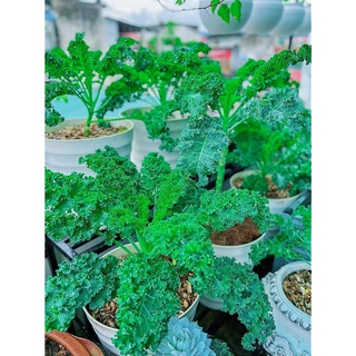 Hạt giống cải kale xanh