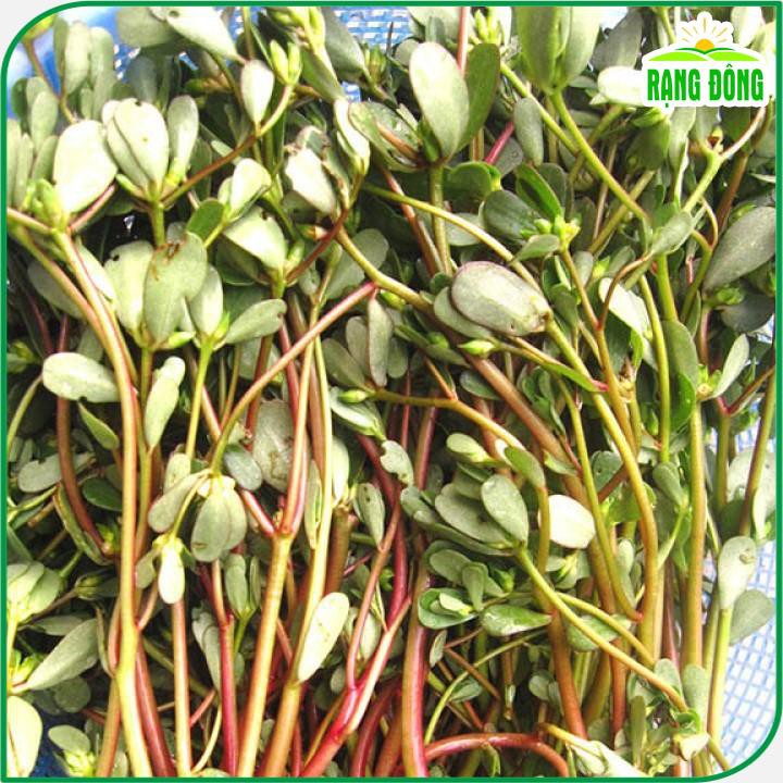 Hạt giống Rau Sam trồng quanh năm, sinh trưởng khỏe (gói 1 gr) - Hạt giống Rạng Đông