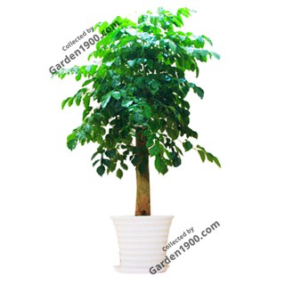 Cây hạnh phúc gốc thân gỗ size to - Cây cảnh nội ngoại thất trang trí - Garden1900
