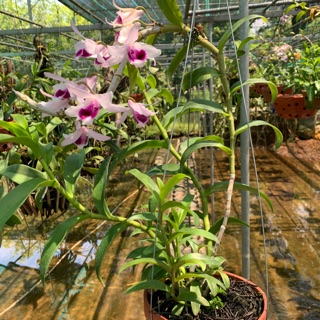 hoa lan phi điệp thuần tại vườn