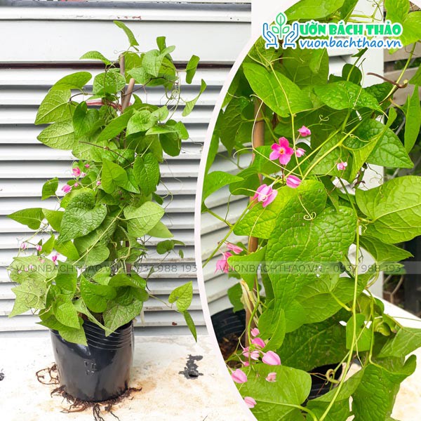 Cây Hoa Tigon  Trồng Sân Vườn Đẹp