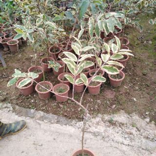 Giống Ổi Cẩm Thạch