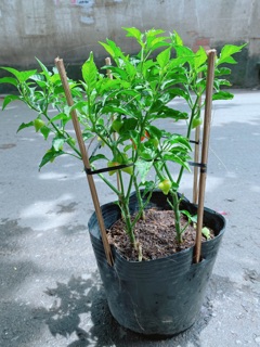 Bụi Ớt Kiểng Trái Tim