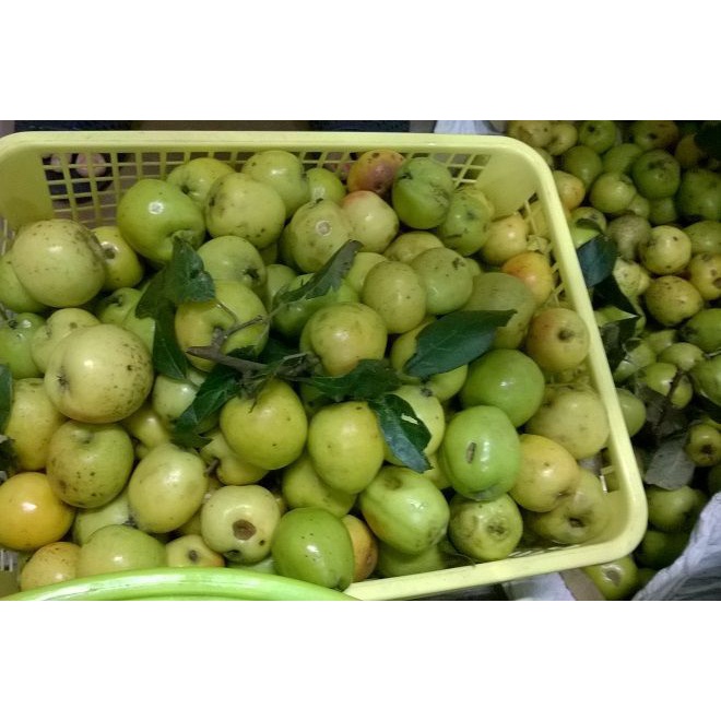 Hai lít giấm táo hữu cơ lên men tự nhiên bằng đường phên đỏ và quả táo mèo hoang dã đồi thông núi Mẫu Sơn nhà làm