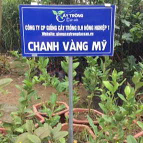 Cây giống chanh mỹ