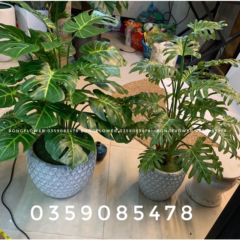 Cây giả - cây lá trầu bà thanh xuân 7 lá cao 70cm