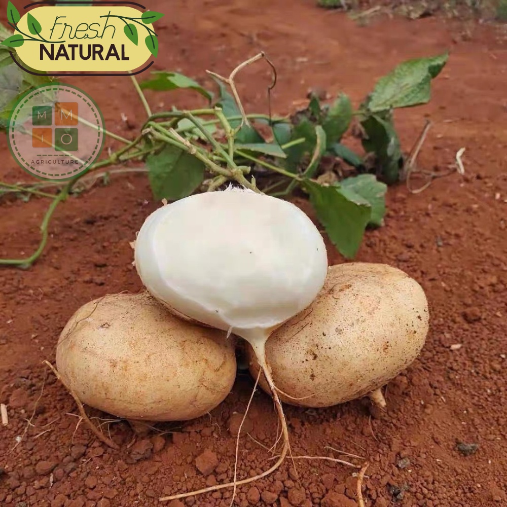 Hạt giống củ đậu Đài Loan, giòn ngọt năng suất cao