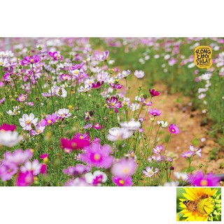 Hạt giống Sao nhái mix (100 hạt)
