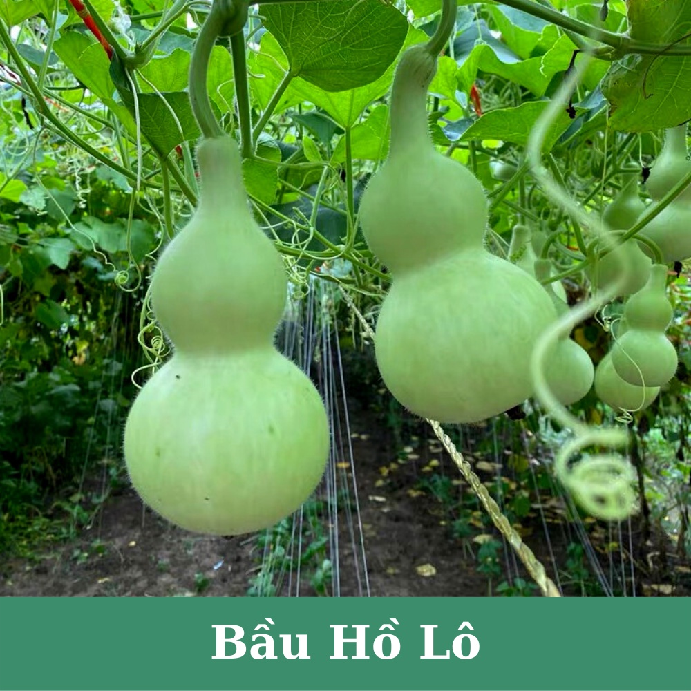 Hạt giống bầu hồ lô siêu quả