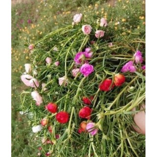 Hoa mười giờ các màu 50k/kg