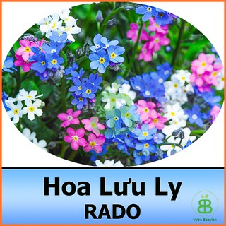 Hạt Giống Hoa Lưu Ly Dễ Trồng, Hoa Cực Đẹp