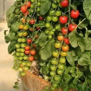cà chua chuỗi ngọc 30 hạt