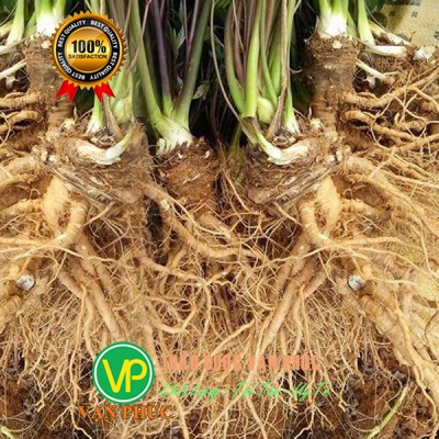 Sâm đương quy tươi 1 củ 400-500gam