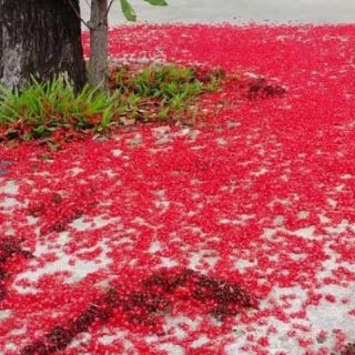 Cây lộc vừng