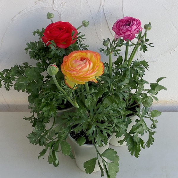 Hạt giống Hồng Ri Ba Tư F1 Sakata Nhật Bản Mix Màu - 10 hạt - Cam kết nảy mầm ( ảnh thật)