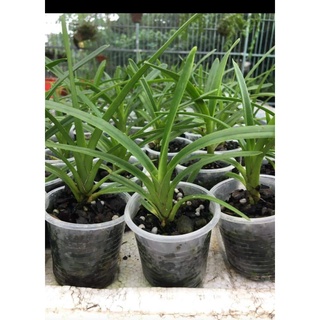 hoa phong lan kiếm lưỡi đỏ thái lan
