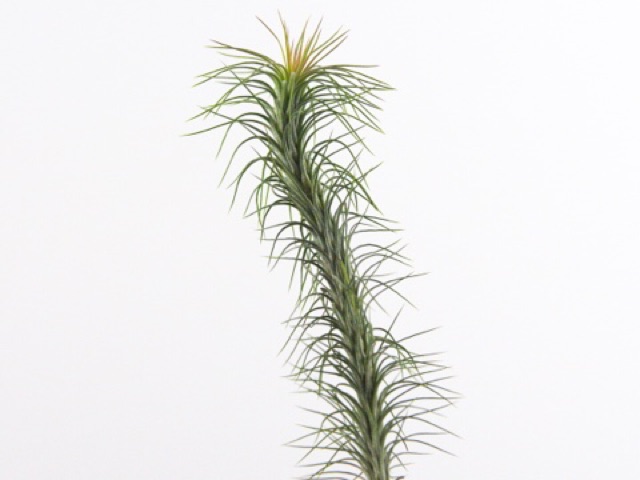 Cây không khí hồ ly size lớn-Tillandsia funckiana(15-20cm)