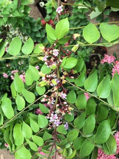 Cây khế thái (khế ngọt siêu trái)